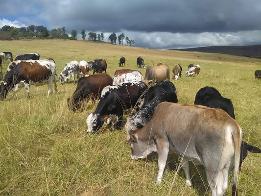 Lobola Heifers